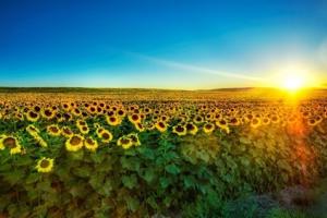 Ukraine Sunflowers